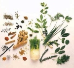 Лекарственные травы для похудения